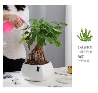 China Minimalist White Ceramic Succulent Flower Pot Indoor Plant Chandelier Design Wooden Stand For Plant Planter Garden Wholesale Price for sale