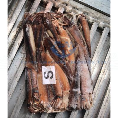 China Export high quality low fat sea illex Argentina frozen squid for sale