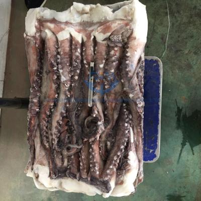 China BQF wholesale price of giant squid nutritious tentacle for sale