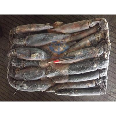 China Ommastrephes Bartrami Low Fat Frozen Squid Whole Seafood Round for sale