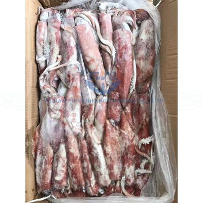 China Low Fat Good Taste Loligo Frozen Squid 10KGS 5% Glazing for sale