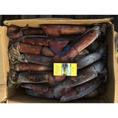 China Best quality IQF Sthenoteuthis oualaniensis nutritious frozen black squid seafood squid for sale