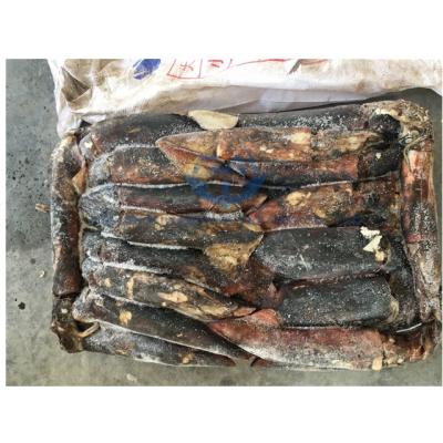 China Whole round frozen equatorial squid from NATURE for sale