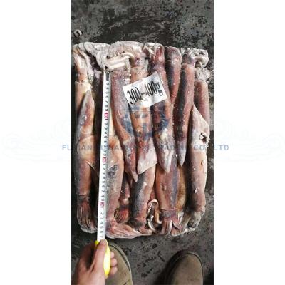 China Nutritious Squid 300-400g from Seafrozen Illex Argentina with high quality for your market for sale