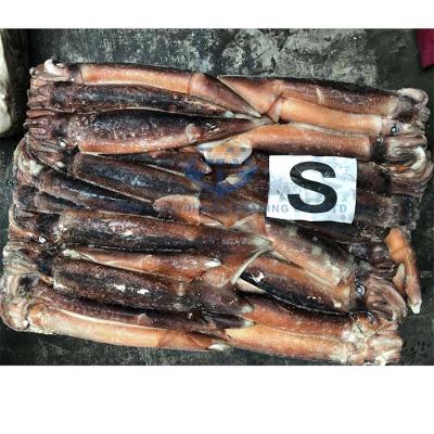 China Nutritious Low Price Frozen Seafood Squid Calamari BQF Illex For Sales for sale