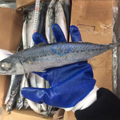 China WILD Mackerel Frozen Pacific Scomber Japonicus Fish for sale