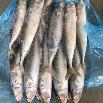 China IQF Pacific Fish FROZEN Mackerel Wholesale Price for sale