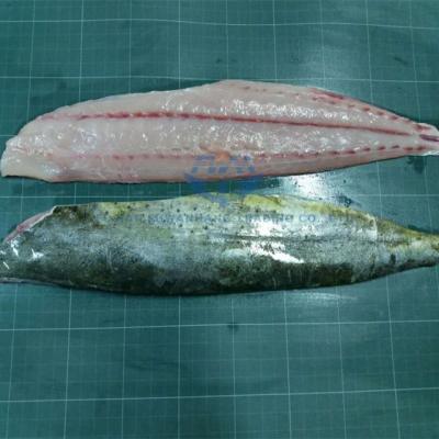 China Best Quality Dolphin Mahi Mahi Pelagic Fillet JELLY For Sale for sale