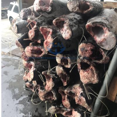 China FROZEN HGT oil fish escolar fish china seafood frozen factory for sale