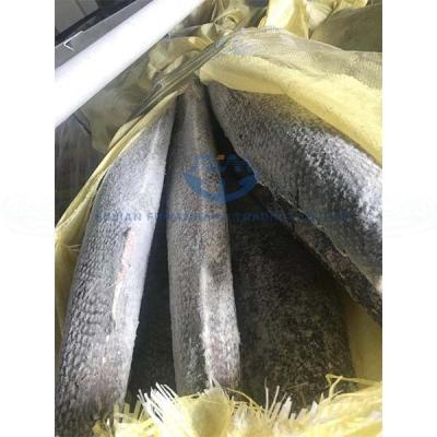 China New Arrival Frozen Seafood HGT Rough Skin Oilfish FROZEN With Good Quality for sale