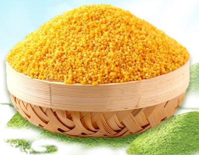 China Cook Food Grade Protein-Rich Organic Foxtail Millet Gluten-free Grain Yellow Millet Hulled Millet for Porridge for sale