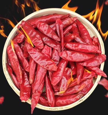 China Cook Customized High Quality  Dry Hot Red INDIA Chilli Pepper for sale