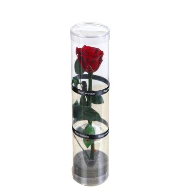 China wholesale single everlasting rose preserved real stem flower in PVC tube D7.3*H31cm for sale