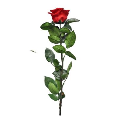 China PVC 30cm Wholesale Box Durable Preserved Roses Flowers Stems for sale