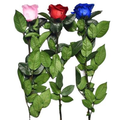 China Various Colors Pvc Box Real Touch Forever Preserved Roses Flowers Stems 30cm for sale