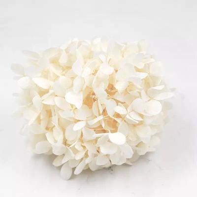 China Natural Flower 2020 Best Selling Cost Effective Products Quality Preserved Hydrangea for sale