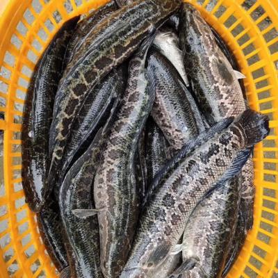 China Low Sugar Snakehead Fish With Using Live Fish Produce Hidee Seafood for sale