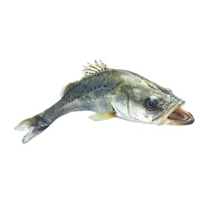 China Bass Fish Aquatic Products Ocean Seafood Hidee Damselfish Golden Shrimp FROZEN Yellow Sea Bass Foods for sale