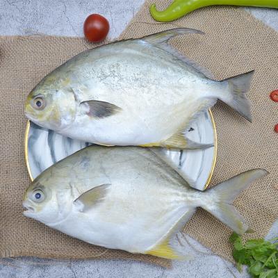 China Prophet of Doom Yellow Pompano Seafood Pompano Fish Fish Ocean Products Aquatic Bass Gold Organic Wholesale Frozen Foods for sale