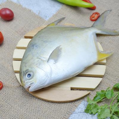 China Damselfish Organic Frozen Chinese White Golden Damselfish using by fresh live fish for sale