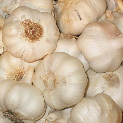 China Alho 2021 red garlic price of new cultured fresh Chinese pure white garlic 6p for sale