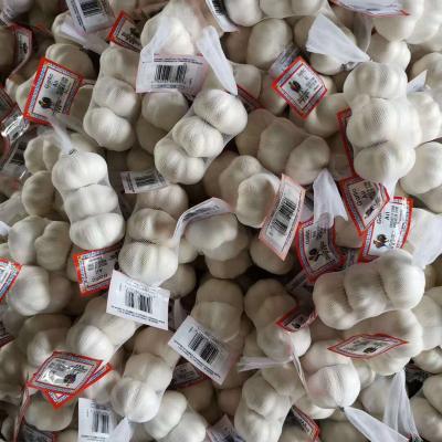 China 21021 New Culture Fresh Fresh Garlic 6p Chinese Pure White Exporters for sale