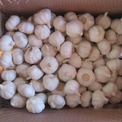 China 2021 New Fresh Culture Fresh Chinese Pure White Garlic Price 6p / Fresh Red Garlic Porcelain for sale