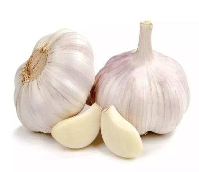 China 2021 Newest Garlic Price 6p Fresh Pure White Porcelain Suppliers Fresh White Garlic Cloves for sale