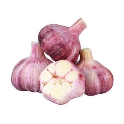 China Price Garlic China Red Garlic Fresh Fresh White Garlic New Chinese Culture for sale