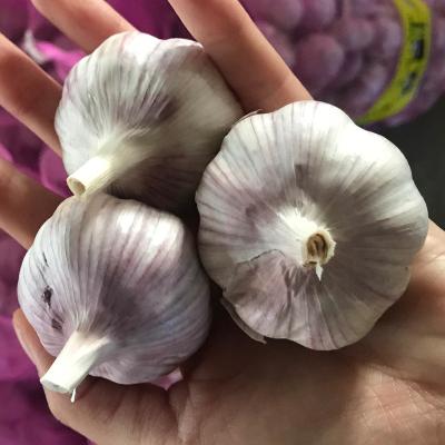 China 2021 Newest Fresh Crop Organic High Nutritional Value Carefully Selected Red Garlic In Lower Price for sale