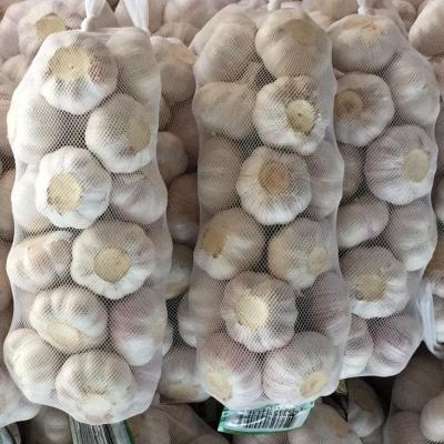 China Fresh China Fresh/New Chinese Culture Garlic, Normal White Garlic 5.0cm, 6kg Mesh Bag Bulk Garlic for sale