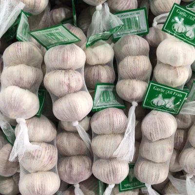 China 2021 fresh new crop fresh garlic in small price size China market big garlic price for sale