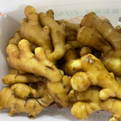 China China Fresh Organic Ginger Suppliers Fresh Dry Organic Ginger Ginger for sale