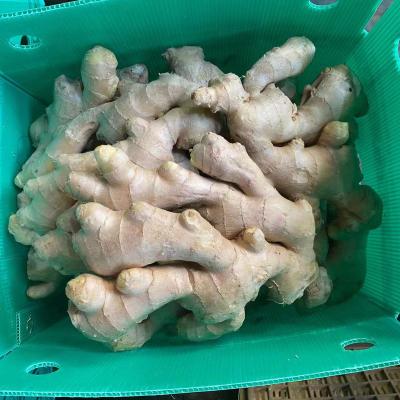 China 2021 Shandong Sinofarm Supplier New Arrival Fresh Ginger And Dried Ginger Crops Supply By Air for sale