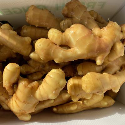 China High Quality Fresh Ginger From Shandong China Factory Cheap Price Yellow Color Washed Clean For Export 100-150-200g Up Ginger for sale