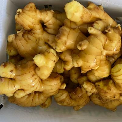 China New Fresh Culture China With Mesh Bag /PVC/Carton Box Packing Factory Supplier 50g/100g/150g/200g/250g/300g Fresh Ginger And Dried Ginger for sale