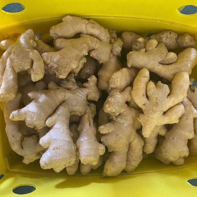 China China Fresh Ginger With Mesh Bag /PVC/Carton Box Packaging Factory Supplier 50g/100g/150g/200g/250g/300g Fresh Ginger And Dry Ginger Jar for sale