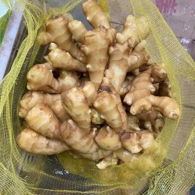 China China Mesh Bag /PVC/Carton Box Packaging Factory Supplier 50g/100g/150g/200g/250g/300g Fresh Dry Ginger Ginger From China And Fresh Ginger Jar for sale