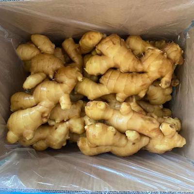 China New Arrival Fresh Ginger Fresh And Air Dried Ginger Culture New From China Wholesale Exporters With Ginger Root Market Price for sale