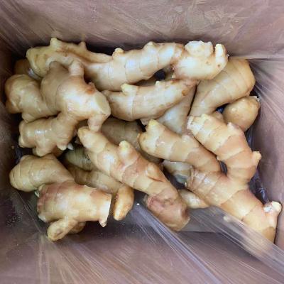 China Chinese Fresh Yellow Ginger Fresh Competitive Price and Young Ginger Roots Air Dry Ginger for sale