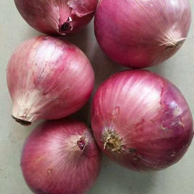 China Fresh Fresh onion red with Chinese onion price for sale