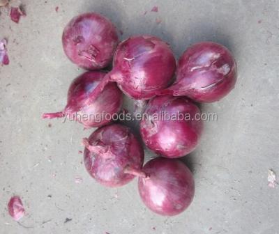 China China Factory Fresh Red Onion 50mm Size Fresh Red Turkish Onions for sale