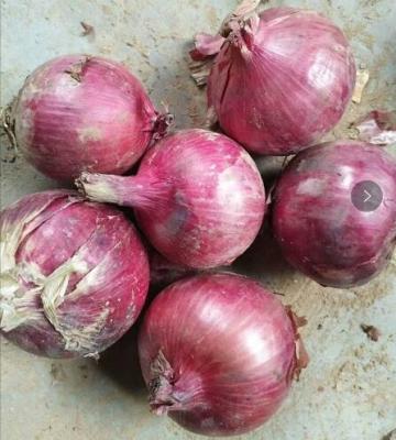 China Fresh Bombay Red Onion With China Onion Price for sale