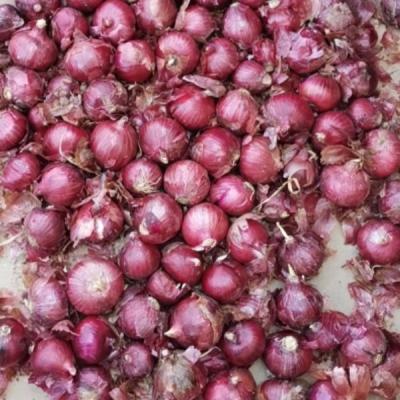 China Fresh wholesale onion in fresh from China bulb onion growers for sale