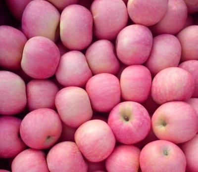 China fresh fuji apple fresh with china fuji apple price for sale