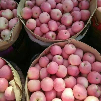 China Fresh Fresh Apple Red from Fuji Apple Exporter in China for sale