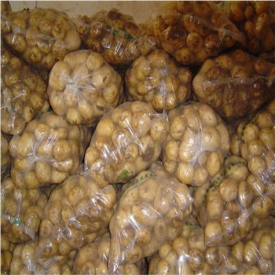 China fresh fresh potato china with early potato prices for sale