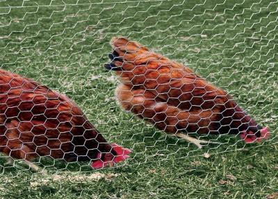 China 0.5-2m Chicken Wire Mesh Netting , Hexagonal Poultry Wire Mesh for sale