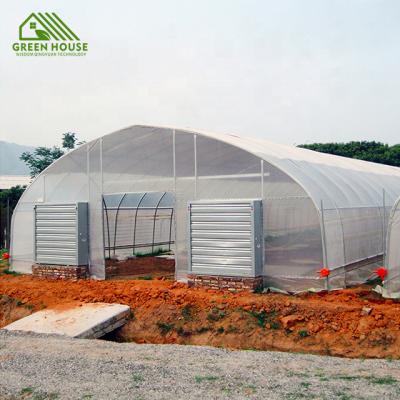 China Cheap Agricultural Greenhouse Asparagus Leaf Strawberry Growing Tunnel Greenhouse Plastic Greenhouse for sale