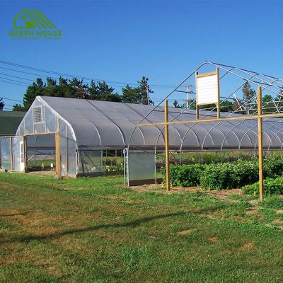 China Plant Growing Plastic Sheet Tunnel Greenhouse Low Cost Vegetable Potatoes Cucumber Greenhouse for sale